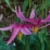 Erythronium revolutum.jpg